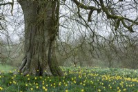 Des jonquilles naturalisées entourent un vieil arbre dans les jardins de Cerney House, Gloucestershire, en mars 
