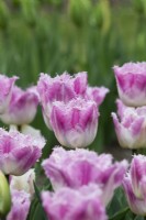 Tulipa 'Oviedo' - Tulipe frangée 
