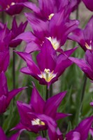 Tulipa 'Purple Dream' - Tulipe à fleurs de lys 