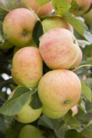 Pomme - Malus domestica 'Coucher de soleil' 
