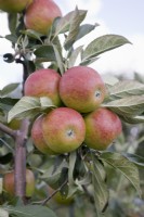 Pomme - Malus domestica 'Méridien' 