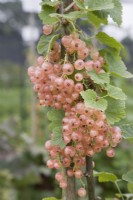 Groseille - Ribes rubrum 'Champagne' 