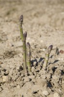 Asparagus officinalis « Guelph Millennium » 