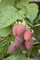 Loganberry - Rubus × loganobaccus 'Ly 59' 