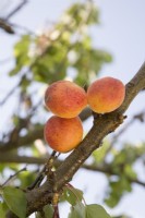 Abricot - Prunus armeniaca 'Moorpark' 