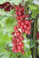 Groseille - Ribes rubrum 'Rovada' 