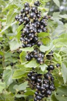 Cassis - Ribes nigrum 'Ben Dorain' 