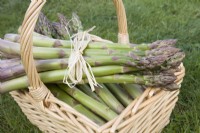 Pointes d'asperges - Asparagus officinalis 'Gijnlim' 