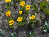 Parterre de fleurs au printemps avec Tulipa 'Stresa' jaune et rouge dans un sol sableux. 