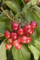 Cerise douce - Prunus avium 'Colney' 