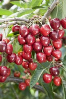 Cerise douce - Prunus avium 'Kordia' 