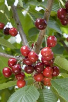 Cerise douce - Prunus avium 'Skeena' 