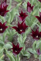 Tulipa 'Sarah Raven' - Tulipe à fleurs de lys 