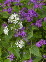 Honnêteté annuelle Lunaria annua fleurs blanches et mauves avril 