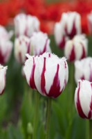 Tulipa 'Burning Fire' - Tulipe frangée 