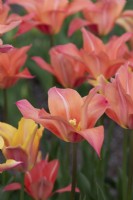 Tulipa 'Marianne' - Tulipe à fleurs de lys 