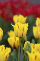 Tulipa 'Party Clown' - Tulipe frangée 