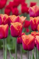 Tulipa 'Louvre Orange' - Tulipe frangée 