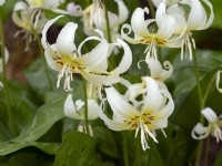 Lys truite Erythronium revolutum White Beauty Avril Printemps 