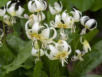 Lys truite Erythronium revolutum White Beauty Avril Printemps 