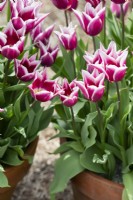 Tulipa 'Ballade' - Tulipes à fleurs de lys en pots de fleurs 