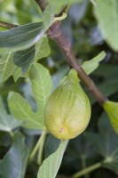 Figue - Ficus carica 'Brunswick' 
