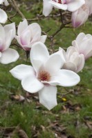 Magnolia 'Voie Lactée' 