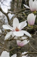 Magnolia 'Voie Lactée' 