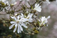 Magnolia stellata 'Étoile Royale' 