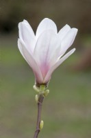 Magnolia soulangeana 'Specioca' 