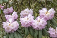 Rhododendron 'Sutchuenense' 