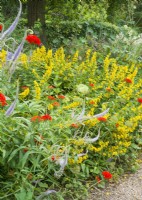 Parterre de fleurs vivaces avec Lysimachia punctata au premier plan fleurs rouges de Lychnis chalcedonica et flèches bleues de Veronica spicata, été juillet 