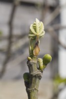Embryons de figue - Ficus carica 'Brown Turkey' 
