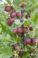 Groseille à maquereau - Ribes uva-crispa 'Hinnonmaki Rod' (syn. Hinnonmaki Red) 