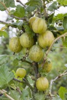 Groseille à maquereau - Ribes uva-crispa 'Niveleur' 