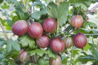 Groseille à maquereau - Ribes uva-crispa 'Pax' 