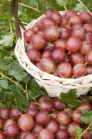 Groseille à maquereau - Ribes uva-crispa 'Pax' 
