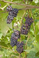 Raisin - Vitis vinifera 'Pinot Noir' 