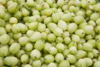 Groseille à maquereau - Ribes uva-crispa 'Invicta' 