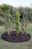 Cordons verticaux de pommes et de poires poussant dans un petit parterre circulaire dans une pelouse 