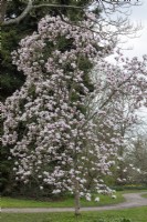Magnolia 'Athéna' 