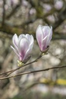 Magnolia soulangeana 'Alexandrine' 