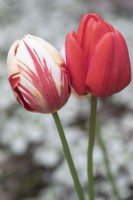 Tulipe Tulipa 'Grande Perfection' et Tulipe Tulipa 'Pallada' 