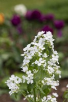 Lunaria annuelle var. Alba - Honnêteté à Fleurs Blanches 